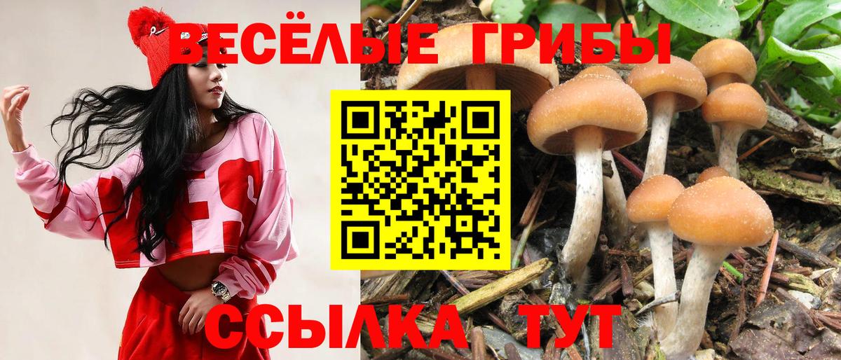 Псилоцибиновые грибы мицелий  купить наркотики сайты  Пугачёв  Вход с VPN 